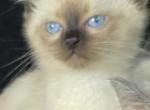 Balinese seal point - Balinese Kitten For Sale - Deer Park&comma; IL&comma; US