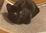 LEO - Domestic Kitten For Sale - Harwood Heights&comma; IL&comma; US