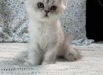 Louis V - Persian Kitten For Sale - Saylorsburg&comma; PA&comma; US