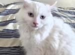 Ragdoll Kittens - Ragdoll Kitten For Adoption - Wilder&comma; ID&comma; US