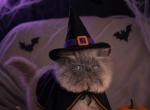Cfa blue female persian kitten - Persian Kitten For Sale - Woodburn&comma; IN&comma; US