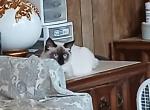 PRECIOUS BABY CAT - Ragdoll Kitten For Sale - Mountain Ranch&comma; CA&comma; US