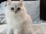 Gucci - Persian Kitten For Sale - Saylorsburg&comma; PA&comma; US