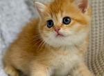 British Shorthair Golden Female - British Shorthair Kitten For Sale - 