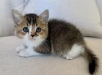 British Shorthair Gold & White Male - British Shorthair Kitten For Sale - Orlando&comma; FL&comma; US
