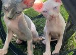 Blueberry - Sphynx Kitten For Sale - Homestead&comma; FL&comma; US