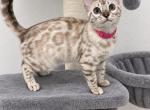 Pink collar Snow mink Bengal female - Bengal Cat For Sale - Vista&comma; CA&comma; US
