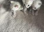 Snow mink boys - Bengal Cat For Sale - Vista&comma; CA&comma; US