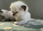 TICA ragdoll kittens - Ragdoll Kitten For Sale - Amherst&comma; NH&comma; US