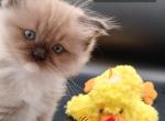 Ragdoll Cherubim Boy - Ragdoll Kitten For Sale - 