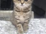 Molly - Scottish Fold Kitten For Sale - 