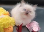 Ragdoll Seal Mitt Girl light pink collar - Ragdoll Kitten For Sale - 