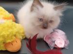 Ragdoll Seal Mitt Girl light pink collar - Ragdoll Kitten For Sale - 
