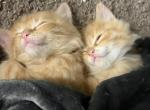 Pumpkins twins - British Shorthair Kitten For Adoption - Anaheim&comma; CA&comma; US