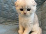 Leo - Scottish Fold Kitten For Sale - 
