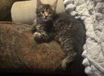 Celestes Maine Coon Babies - Maine Coon Kitten For Sale - Austin&comma; TX&comma; US