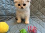 Fill - Scottish Fold Kitten For Sale - 