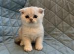 Mack - Scottish Fold Kitten For Sale - 
