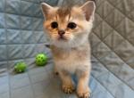 Lulu - Scottish Straight Kitten For Sale - 