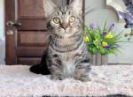 Gamlet - Minskin Kitten For Sale - NY&comma; US