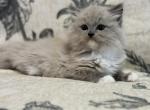 Meeko - Ragdoll Kitten For Sale - 
