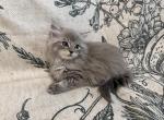 Felix - Ragdoll Kitten For Sale - 