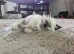 Stephan - Ragdoll Kitten For Sale - San Diego&comma; CA&comma; US