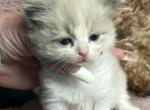 Female Kats ravishing ragdolls - Ragdoll Kitten For Sale - Lancaster&comma; PA&comma; US