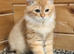 Kenny - Siberian Kitten For Sale - Duncansville&comma; PA&comma; US
