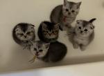scottish fold - Scottish Fold Kitten For Sale - Honea Path&comma; SC&comma; US