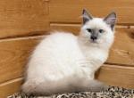 Nelson - Siberian Kitten For Sale - Duncansville&comma; PA&comma; US