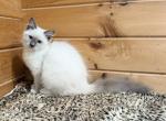 Nelson - Siberian Kitten For Sale - Duncansville&comma; PA&comma; US
