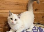 Jenson - Ragdoll Kitten For Sale - Duncansville&comma; PA&comma; US