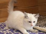Jenson - Ragdoll Kitten For Sale - 