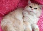 Sirius - British Shorthair Kitten For Sale - NY&comma; US