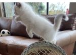 Stellla - Ragdoll Kitten For Sale - 