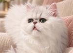 Winter Prince - Persian Kitten For Sale - Golden&comma; CO&comma; US