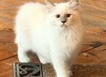 Mandi - Ragdoll Kitten For Sale - Duncansville&comma; PA&comma; US