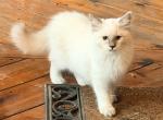 Mandi - Ragdoll Kitten For Sale - Duncansville&comma; PA&comma; US