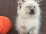 Ragdoll - Ragdoll Kitten For Sale - Barberton&comma; OH&comma; US