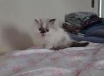 Persian babies - Persian Kitten For Sale - Lockport&comma; NY&comma; US