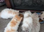 Persian babies - Persian Kitten For Sale - Lockport&comma; NY&comma; US