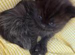 Ozzy - Persian Kitten For Sale - Center Groton&comma; CT&comma; US