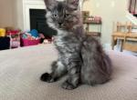 Smoke grey polydactyl male - Maine Coon Kitten For Sale - Chapel Hill&comma; NC&comma; US
