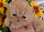 Miss Sweet Baby Red - Persian Kitten For Sale - Portland&comma; OR&comma; US