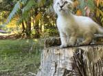Skye - Siamese Kitten For Sale - 