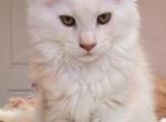 Jinx and Kimba - Maine Coon Kitten For Sale - Pahoa&comma; HI&comma; US