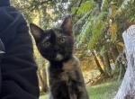 Reece - Minuet Kitten For Sale - West Branch&comma; MI&comma; US