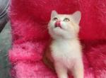 Lyra - British Shorthair Kitten For Sale - NY&comma; US
