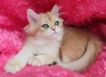 Cosmo - British Shorthair Kitten For Sale - 